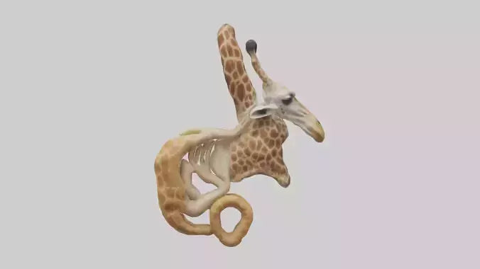 3D model Giraffe Digestive System VR / AR / low-poly