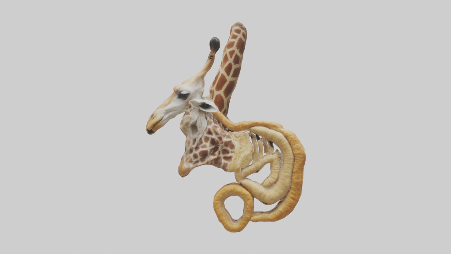3D model Giraffe Digestive System VR / AR / low-poly