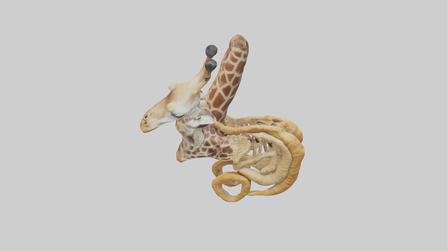 3D model Giraffe Digestive System VR / AR / low-poly