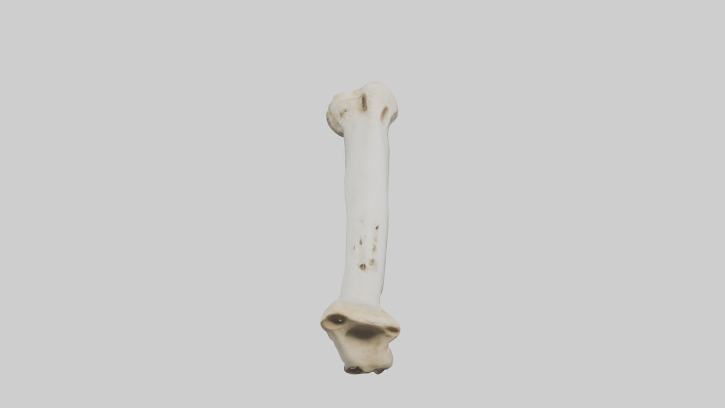 3D model Giraffe Femur VR / AR / low-poly