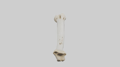 3D model Giraffe Femur VR / AR / low-poly