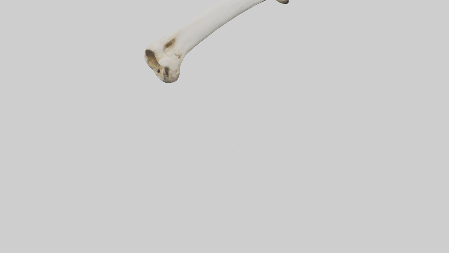 3D model Giraffe Femur VR / AR / low-poly