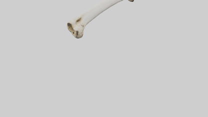 3D model Giraffe Femur VR / AR / low-poly