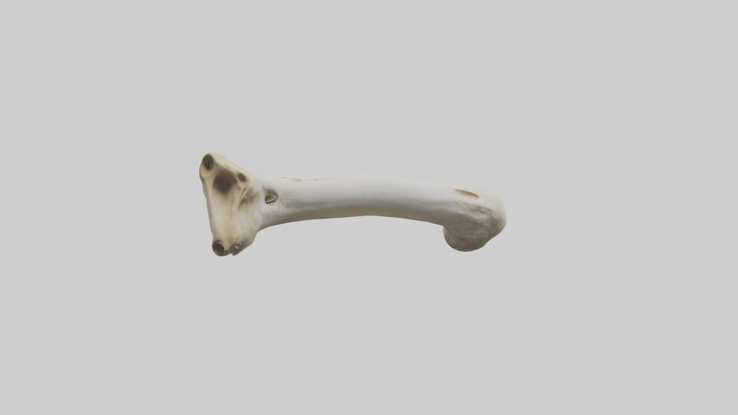 3D model Giraffe Femur VR / AR / low-poly