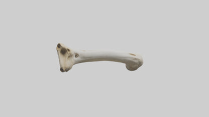 3D model Giraffe Femur VR / AR / low-poly