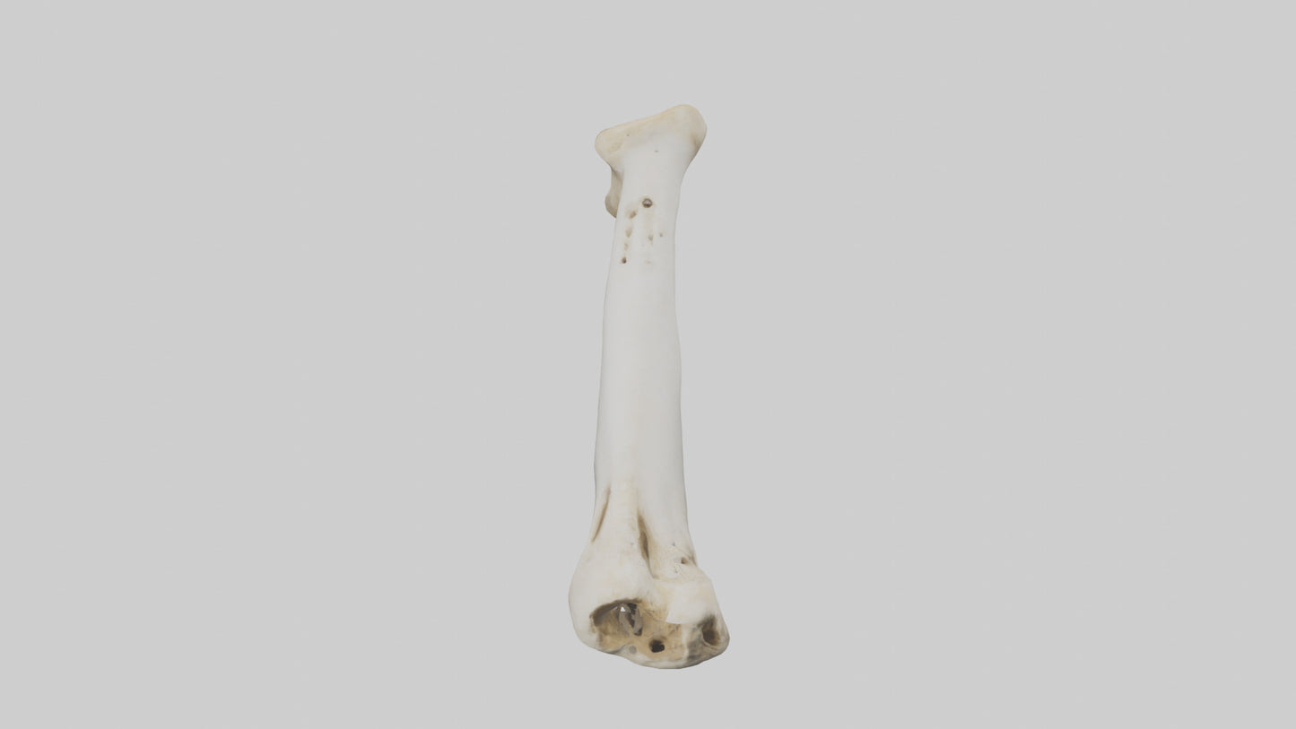3D model Giraffe Femur VR / AR / low-poly