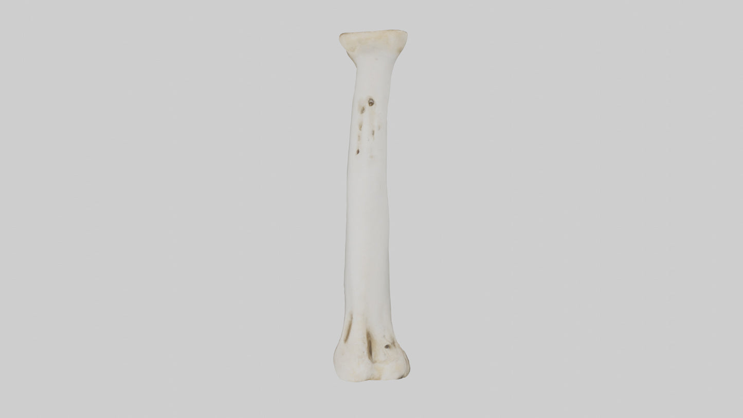 3D model Giraffe Femur VR / AR / low-poly