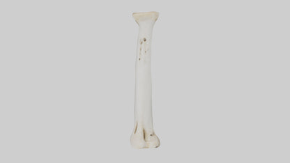 3D model Giraffe Femur VR / AR / low-poly