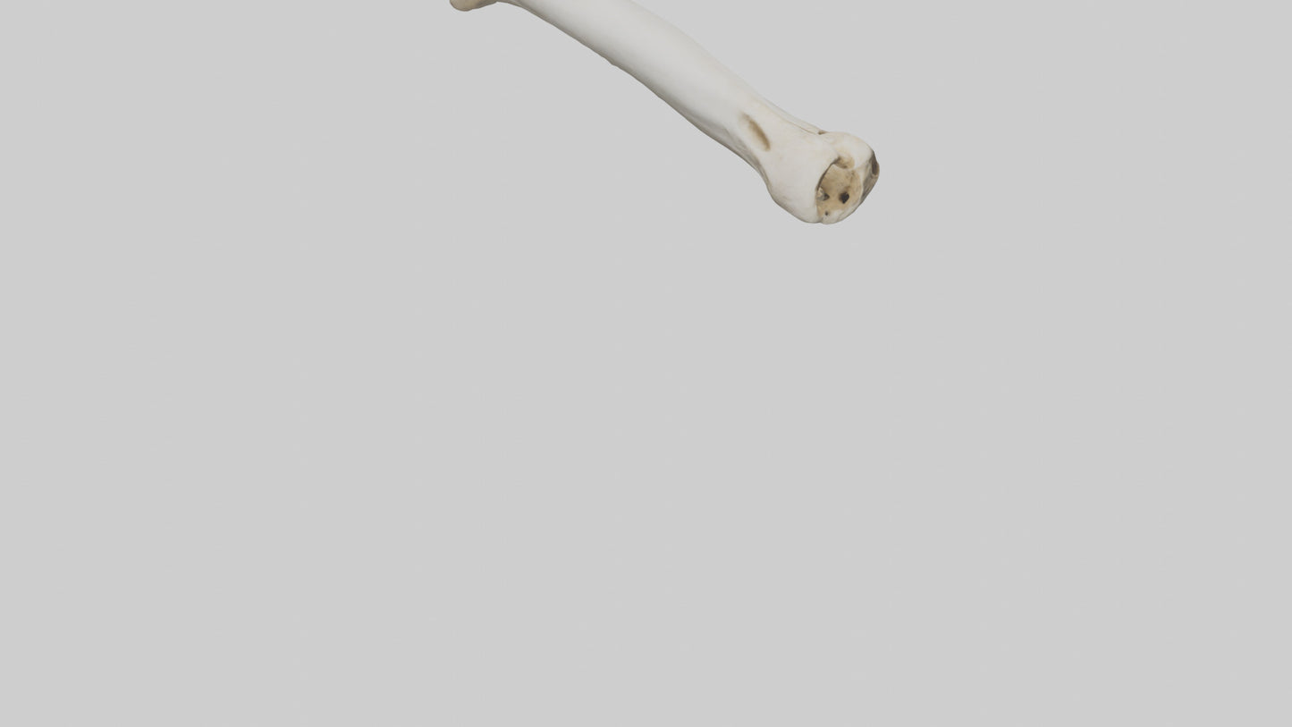 3D model Giraffe Femur VR / AR / low-poly