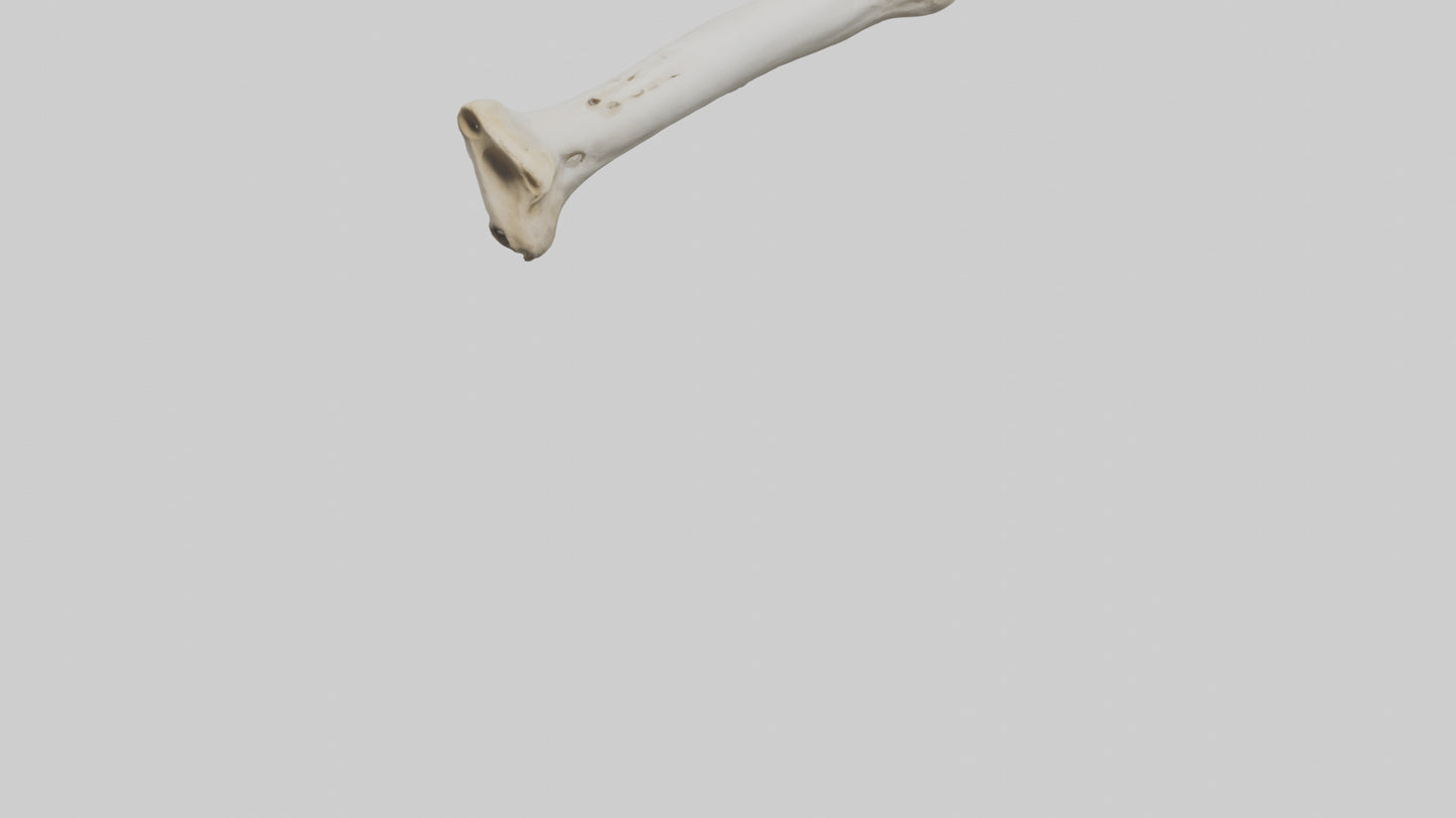 3D model Giraffe Femur VR / AR / low-poly