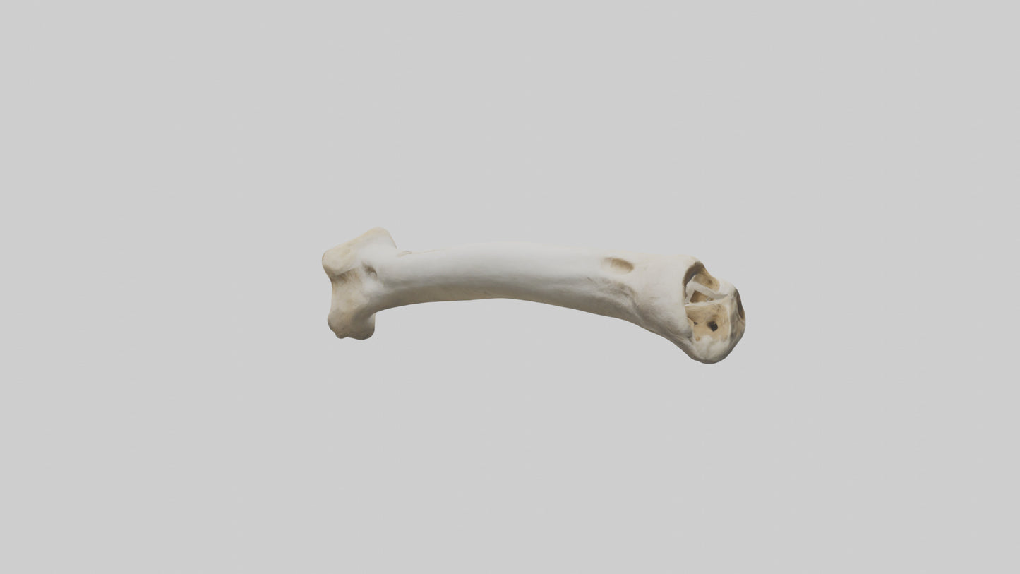 3D model Giraffe Femur VR / AR / low-poly