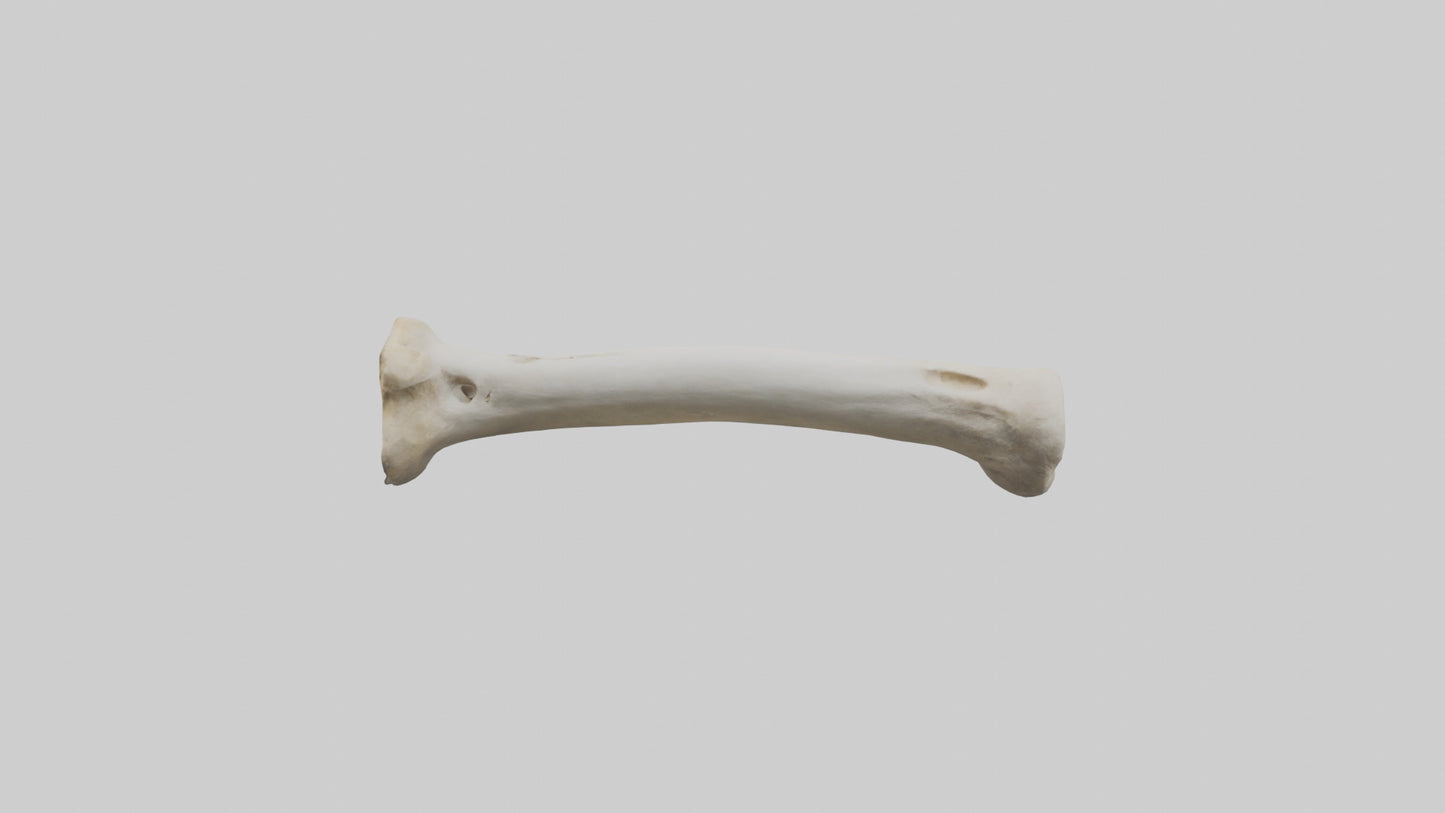 3D model Giraffe Femur VR / AR / low-poly