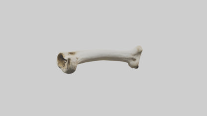 3D model Giraffe Femur VR / AR / low-poly