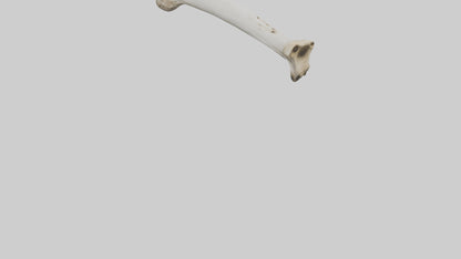 3D model Giraffe Femur VR / AR / low-poly