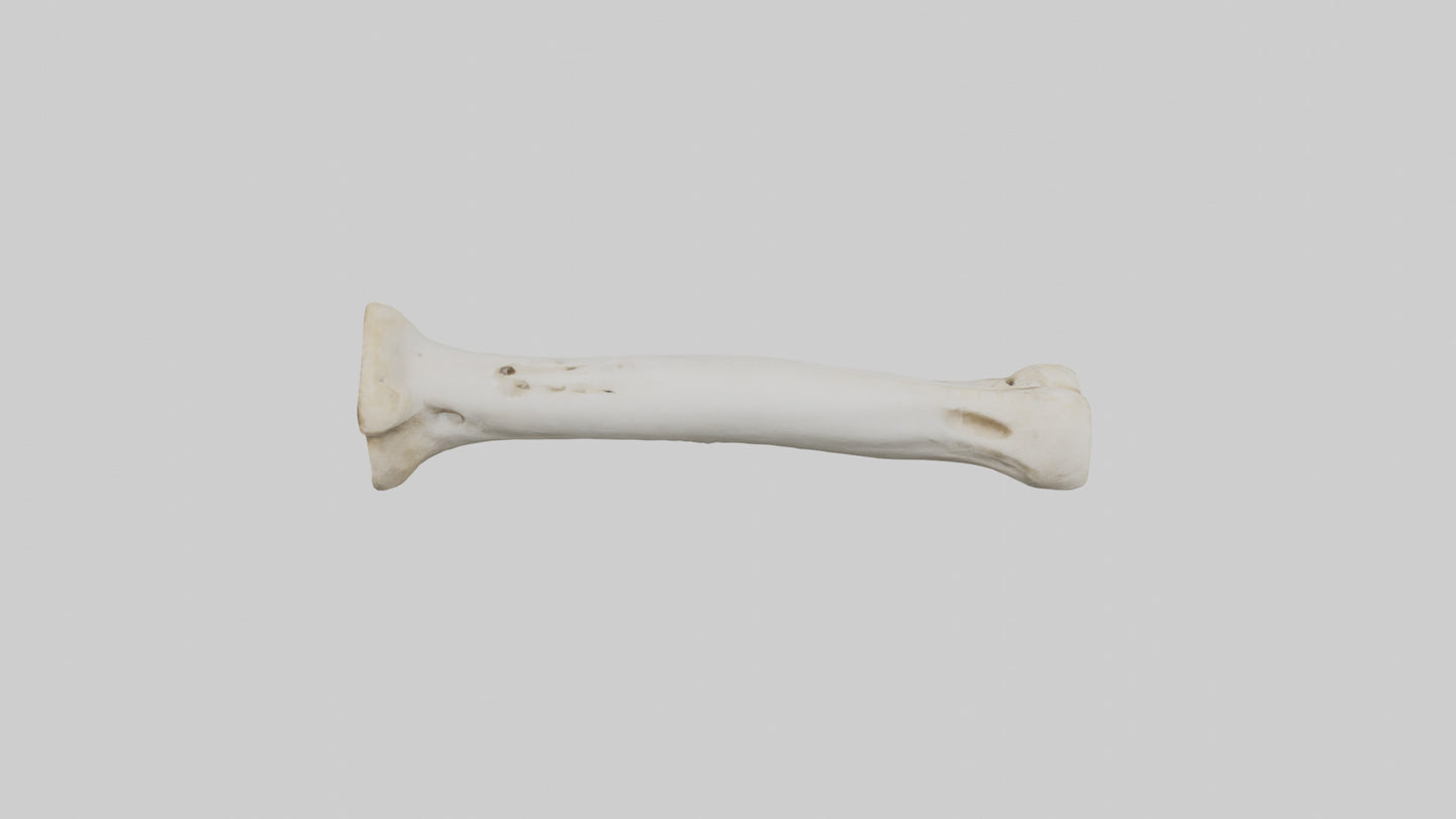 3D model Giraffe Femur VR / AR / low-poly
