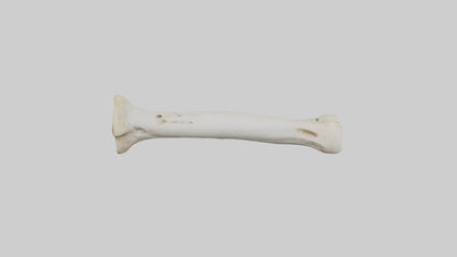 3D model Giraffe Femur VR / AR / low-poly