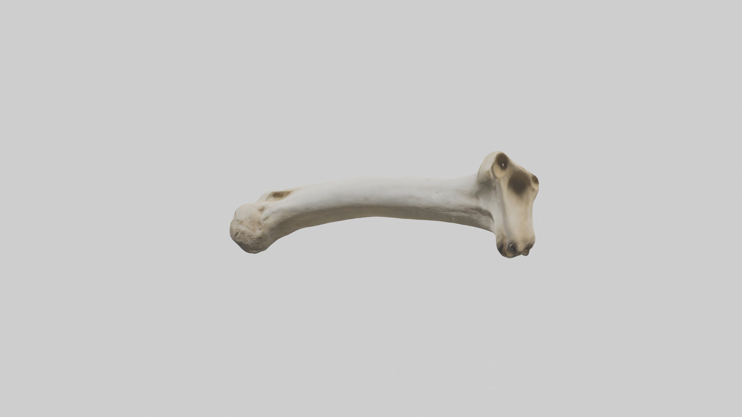 3D model Giraffe Femur VR / AR / low-poly