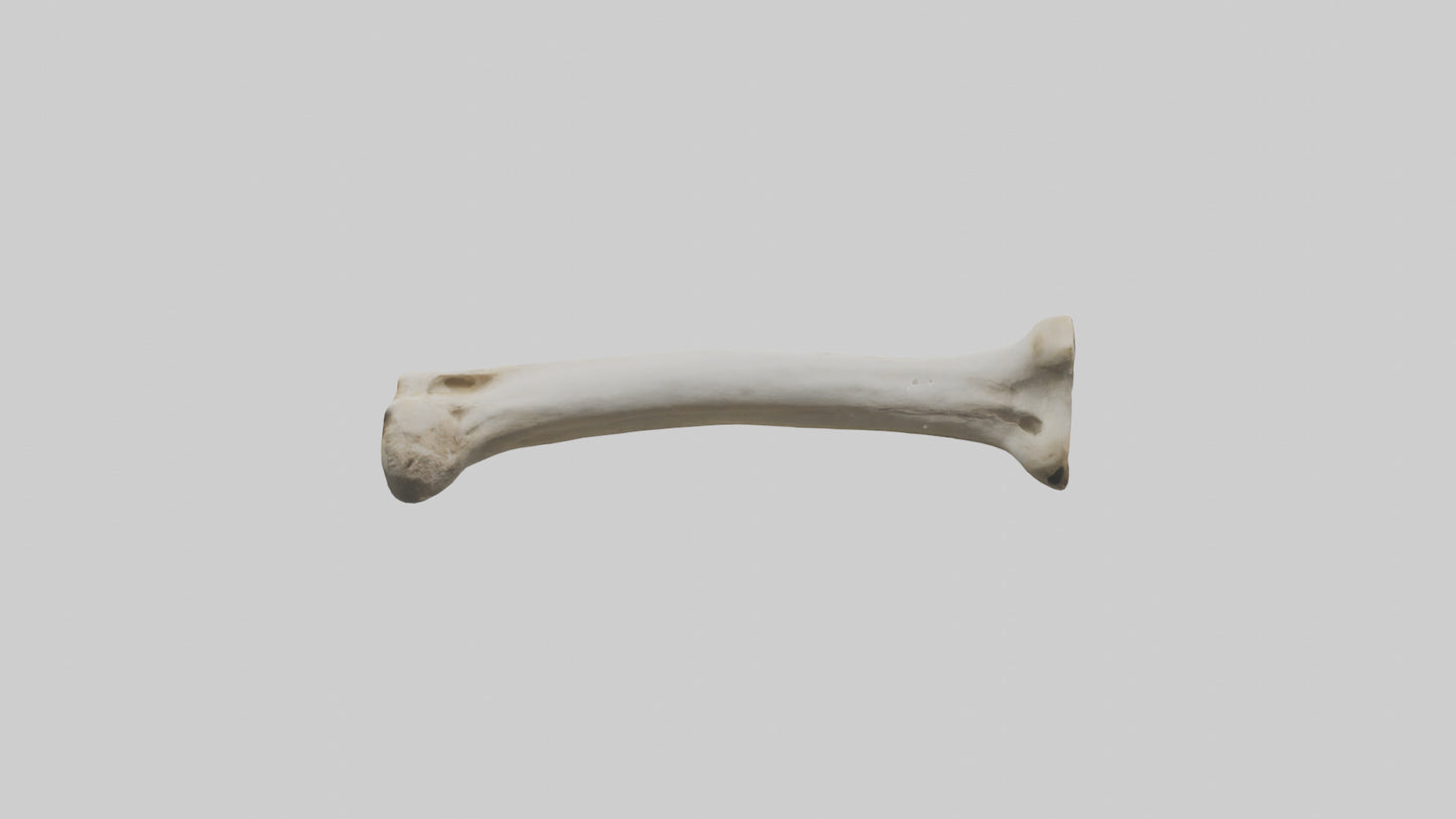 3D model Giraffe Femur VR / AR / low-poly