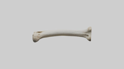 3D model Giraffe Femur VR / AR / low-poly