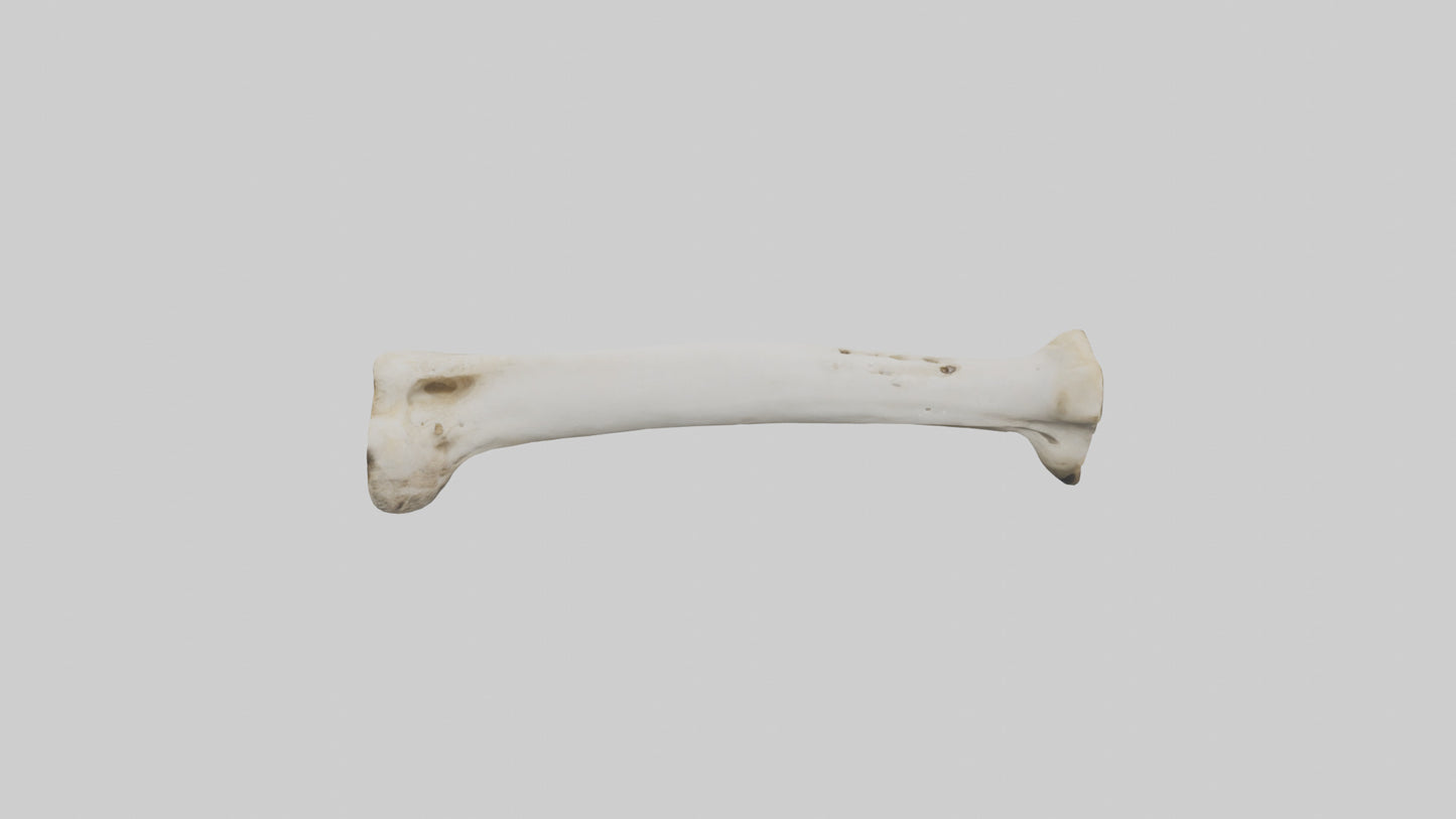 3D model Giraffe Femur VR / AR / low-poly