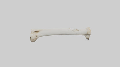 3D model Giraffe Femur VR / AR / low-poly