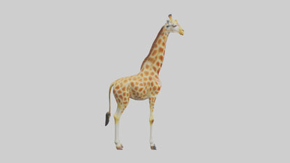 3D model Giraffe grazing model VR / AR / low-poly