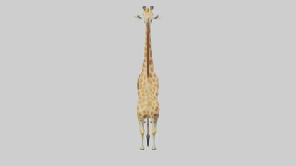 3D model Giraffe grazing model VR / AR / low-poly