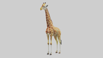 3D model Giraffe grazing model VR / AR / low-poly