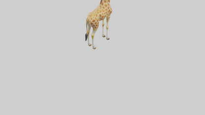 3D model Giraffe grazing model VR / AR / low-poly