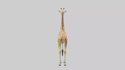 3D model Giraffe grazing model VR / AR / low-poly