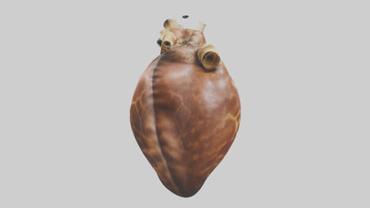 3D model Giraffe Heart VR / AR / low-poly