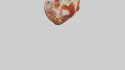 3D model Giraffe Heart VR / AR / low-poly