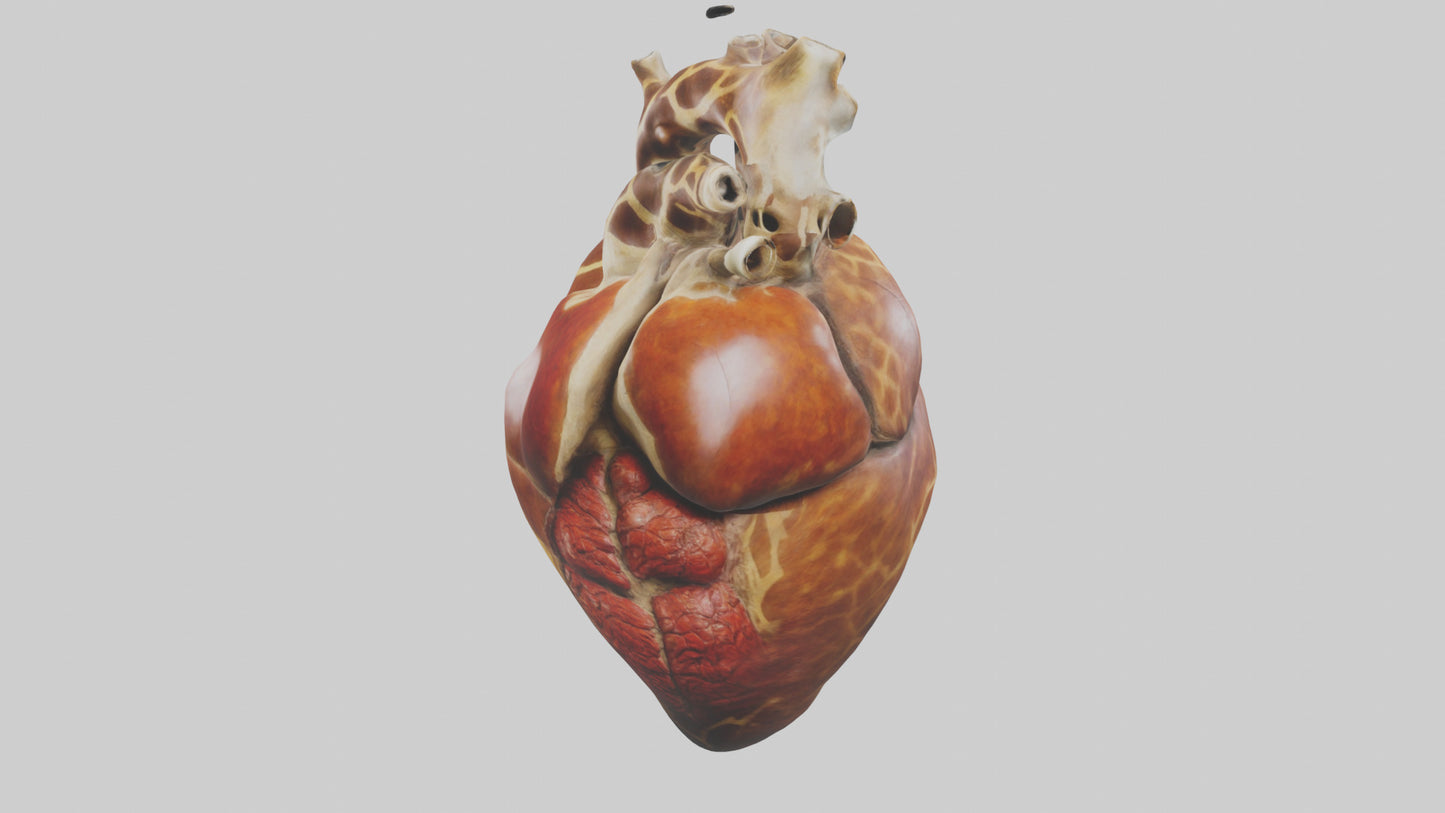3D model Giraffe Heart VR / AR / low-poly