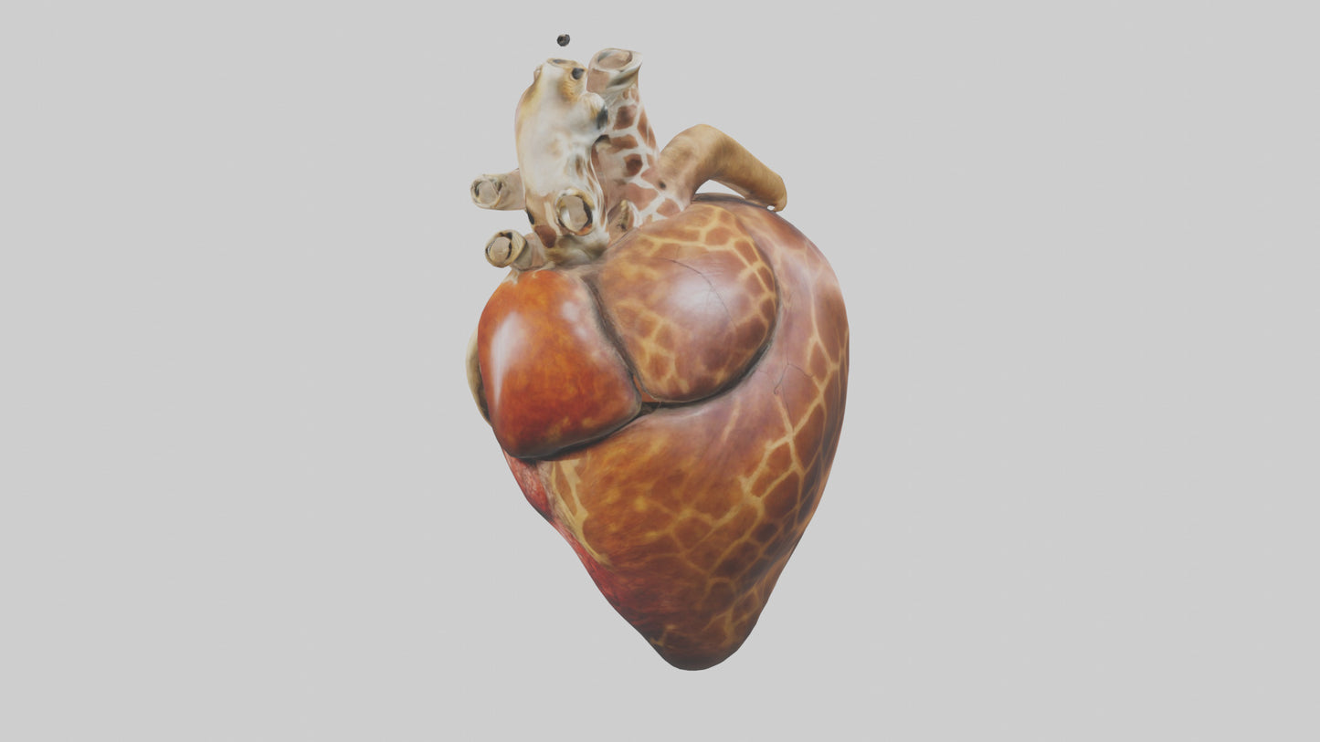 3D model Giraffe Heart VR / AR / low-poly