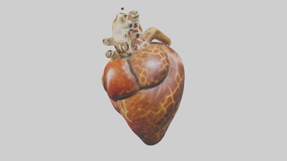 3D model Giraffe Heart VR / AR / low-poly