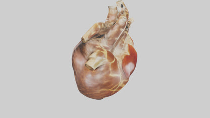 3D model Giraffe Heart VR / AR / low-poly