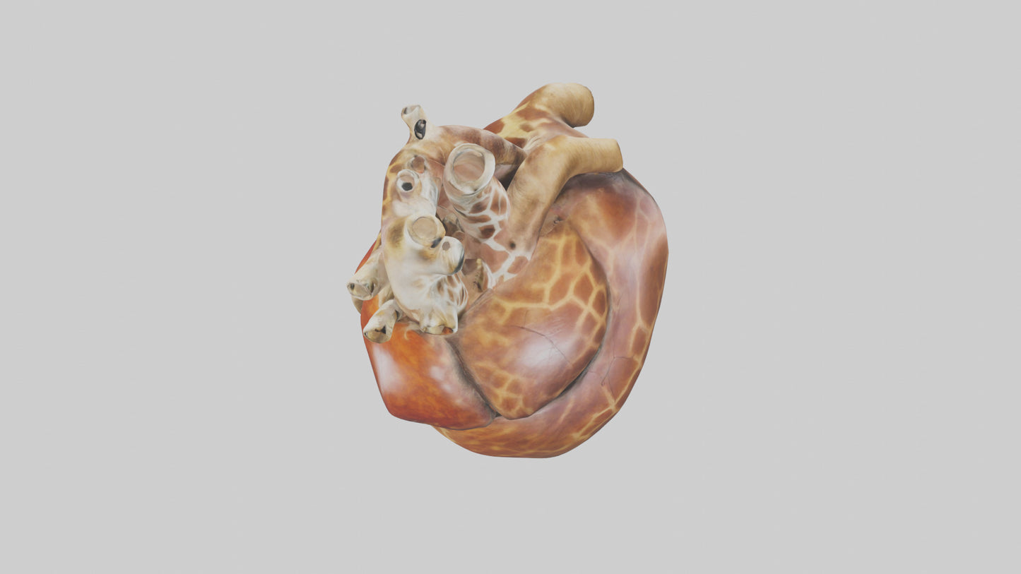3D model Giraffe Heart VR / AR / low-poly