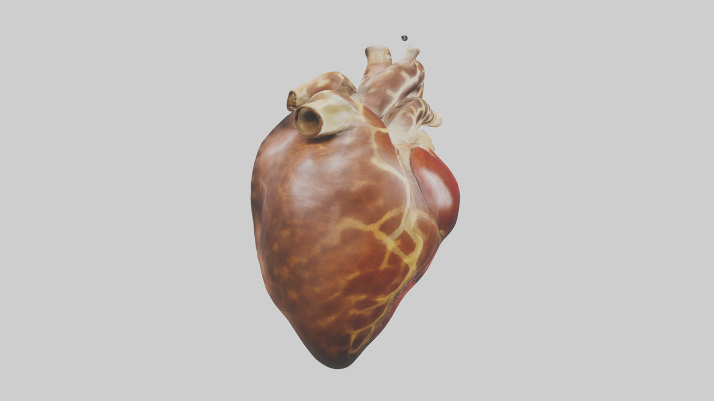 3D model Giraffe Heart VR / AR / low-poly