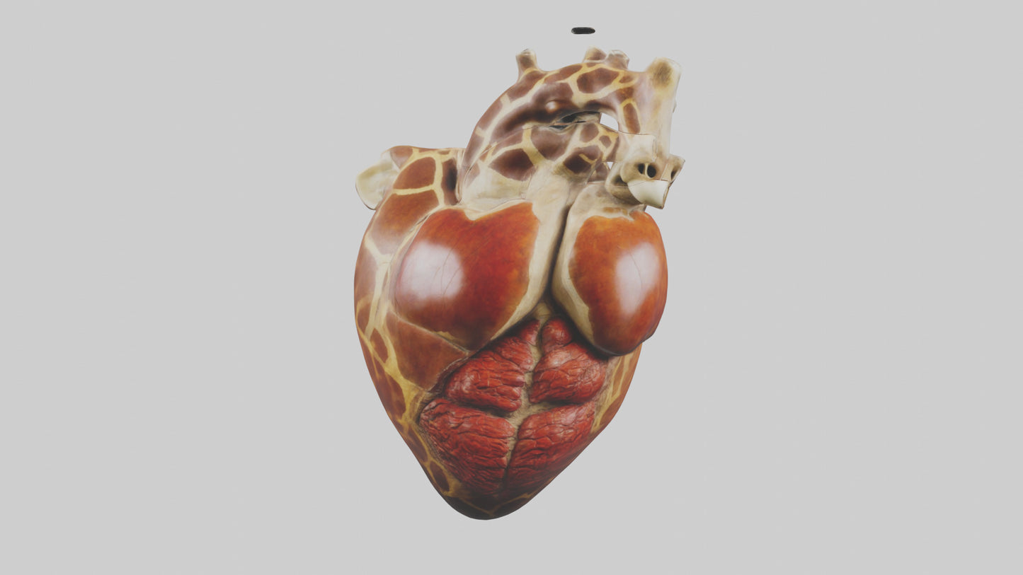 3D model Giraffe Heart VR / AR / low-poly