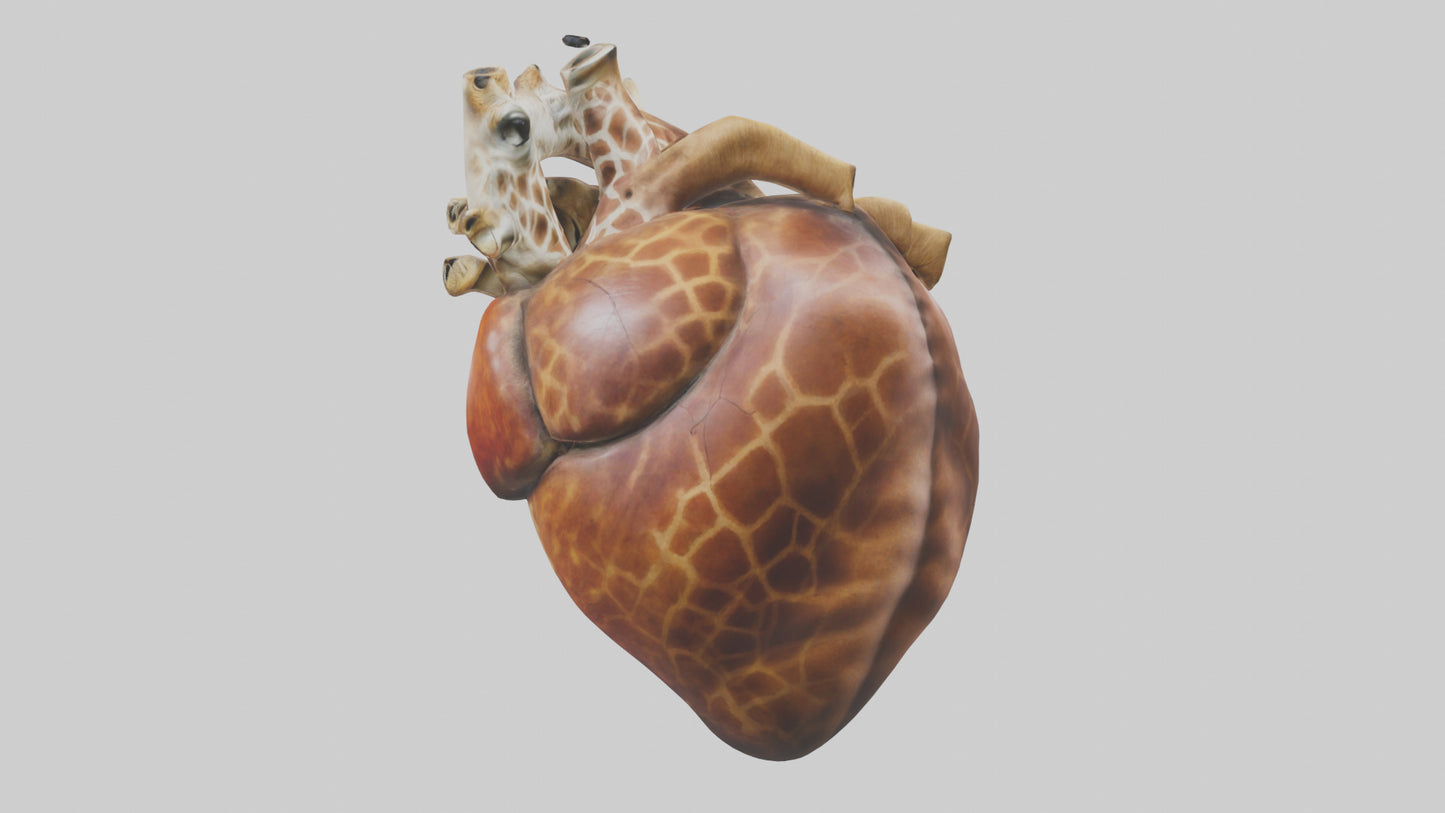 3D model Giraffe Heart VR / AR / low-poly