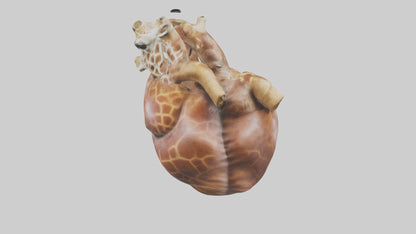 3D model Giraffe Heart VR / AR / low-poly