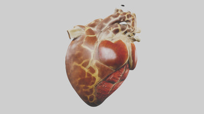 3D model Giraffe Heart VR / AR / low-poly