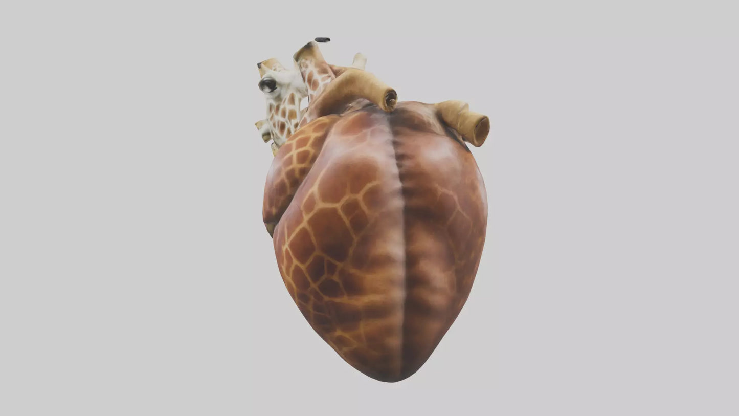 3D model Giraffe Heart VR / AR / low-poly