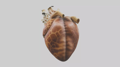 3D model Giraffe Heart VR / AR / low-poly