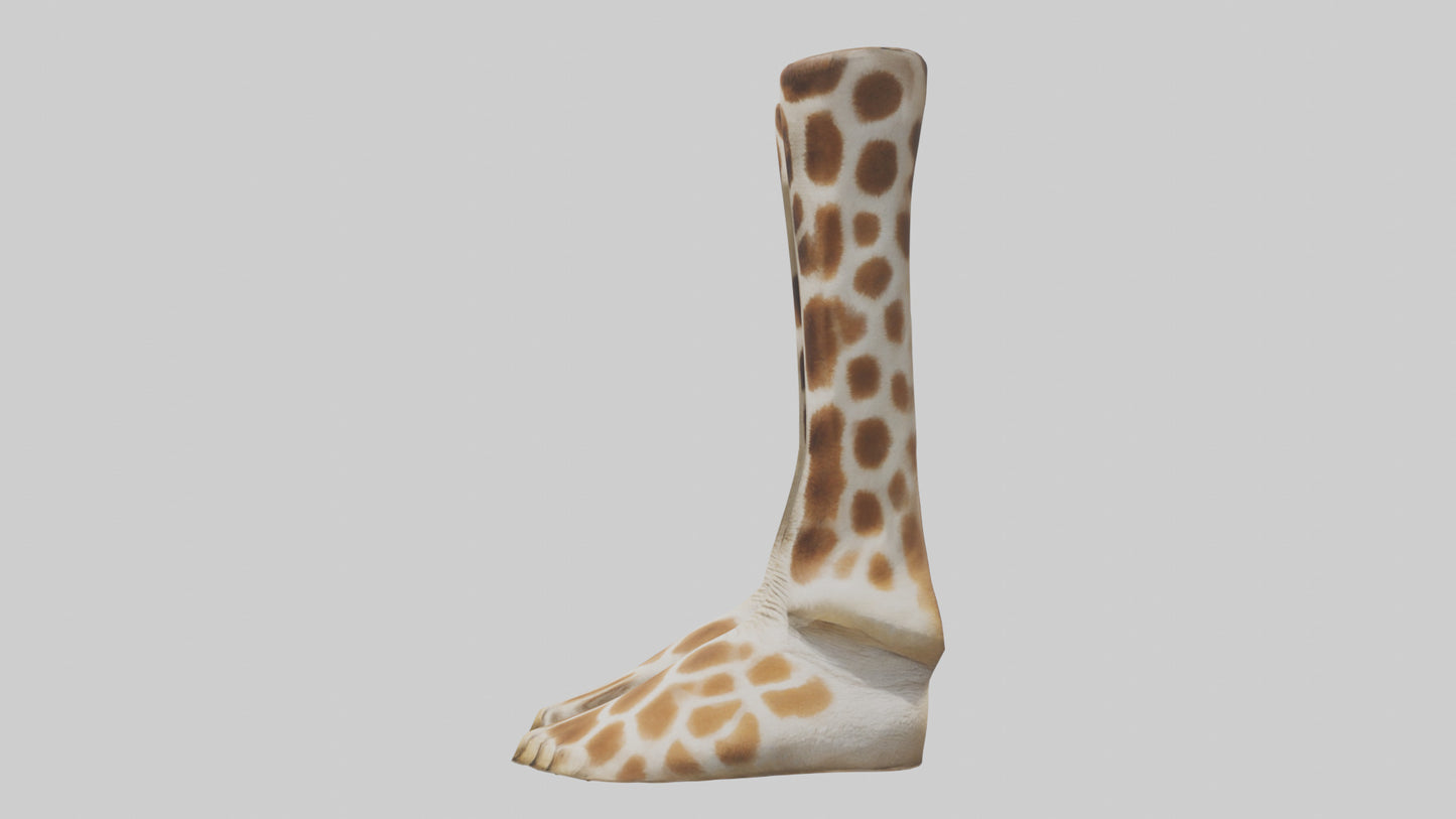 3D model Giraffe Hooves VR / AR / low-poly