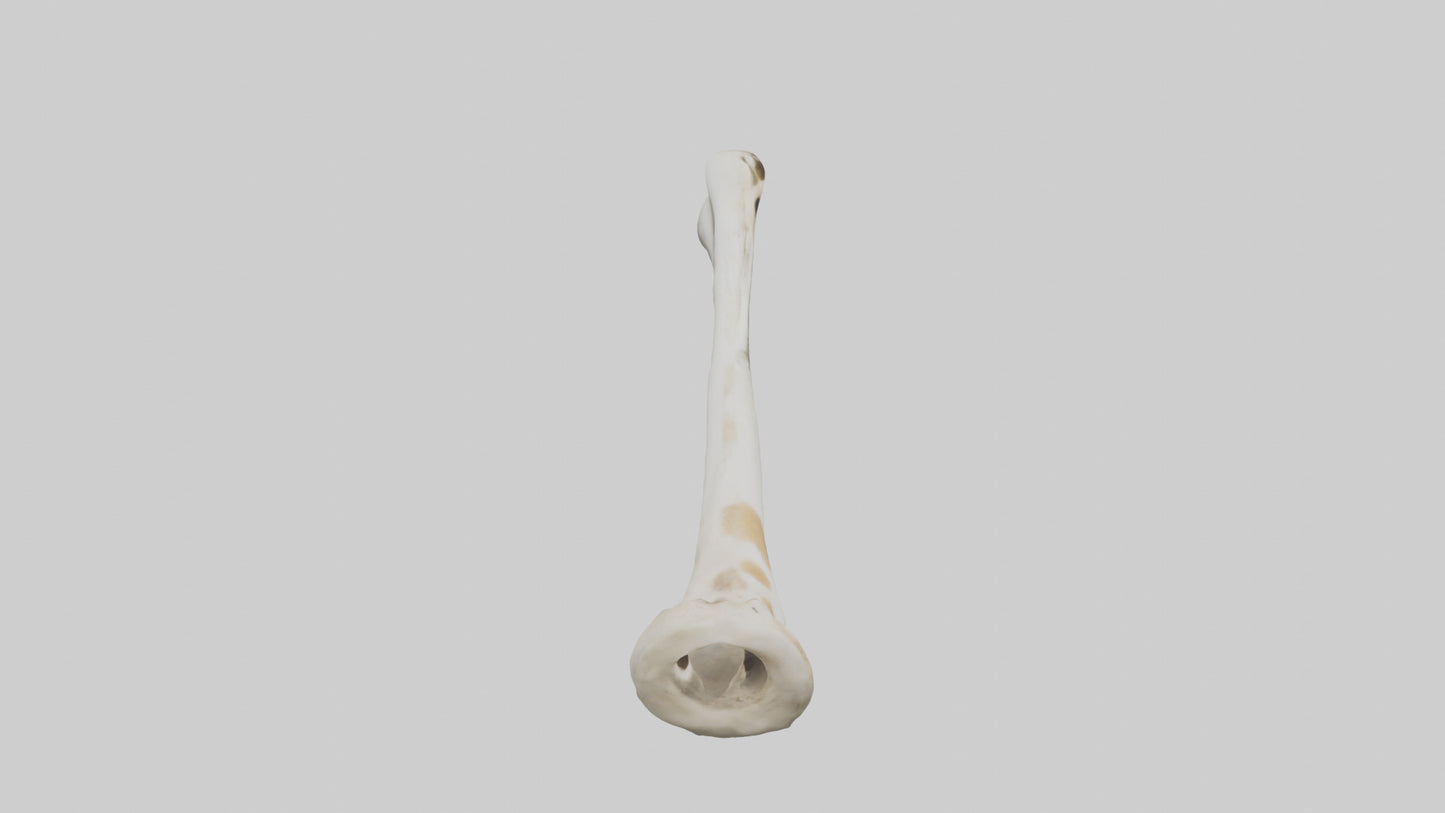 3D model Giraffe Humerus VR / AR / low-poly