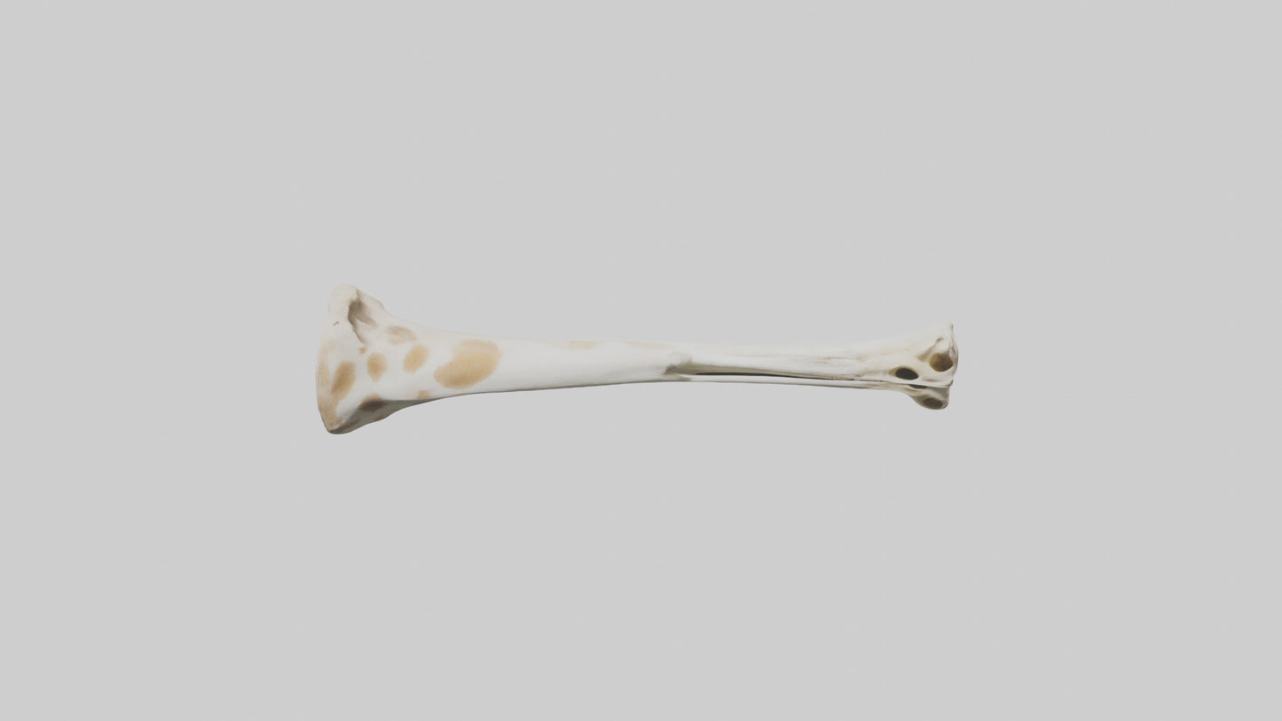 3D model Giraffe Humerus VR / AR / low-poly