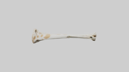 3D model Giraffe Humerus VR / AR / low-poly