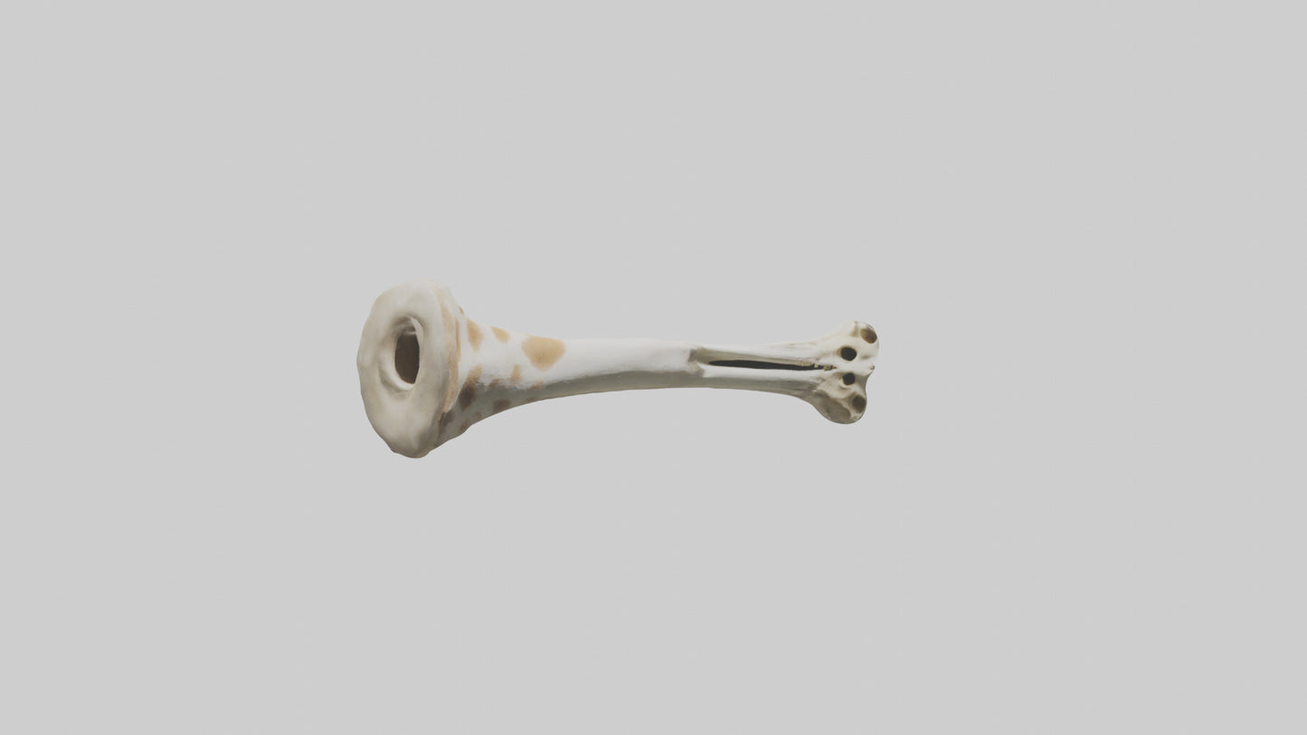 3D model Giraffe Humerus VR / AR / low-poly