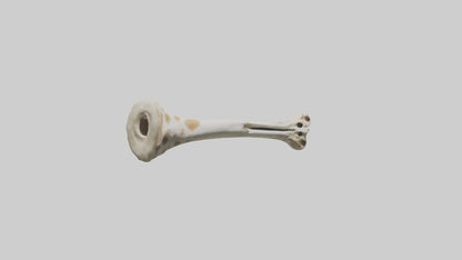 3D model Giraffe Humerus VR / AR / low-poly